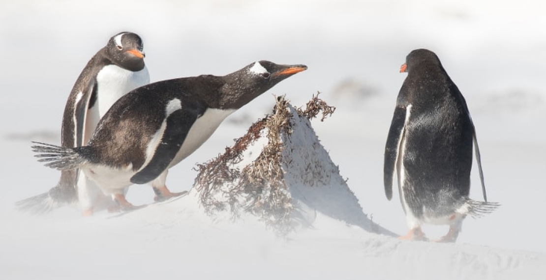 Pingwiny ciekawostki - informacje o pingwinach